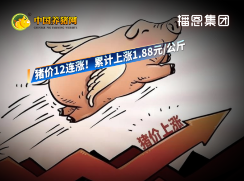 猪价12连涨！累计上涨1.88元/公斤！中长期养殖盈利空间将逐步打开！