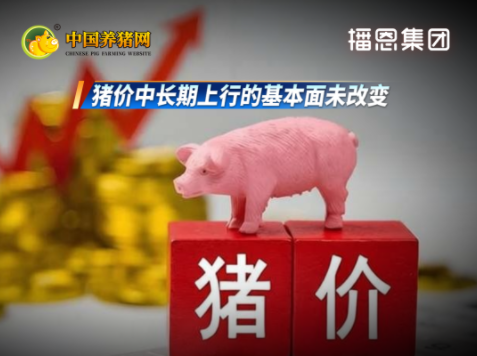 猪价仅近两周的涨幅就超21%！仔猪价格多地冲破300元关口！