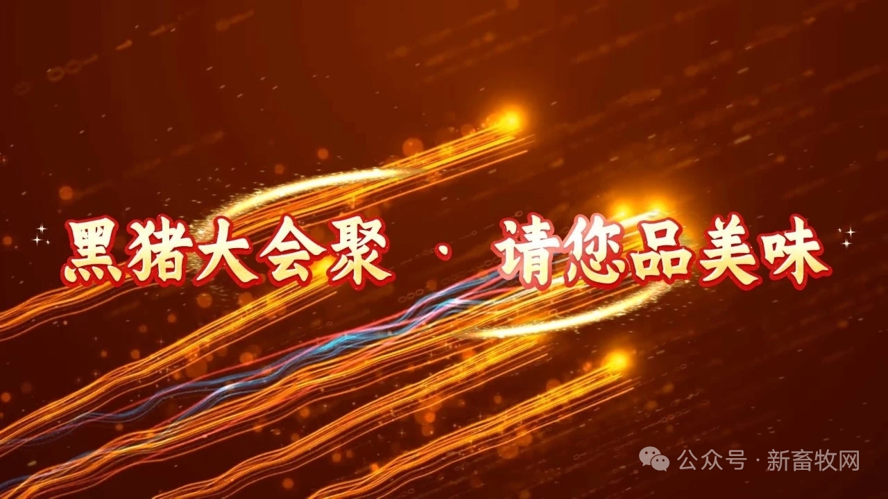 黑猪聚合肥 美味新时代