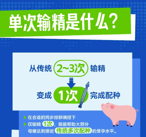 解锁母猪配种新方式！单次定时输精技术-宁波三生生物出品