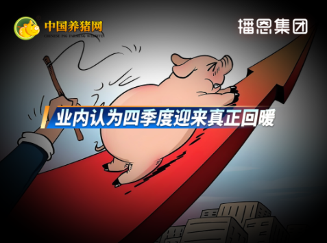能繁母猪存栏近五年最低！业内：四季度或迎真正回暖！