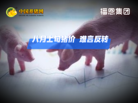 08月07日猪价：10.36元/公斤！小幅回温！