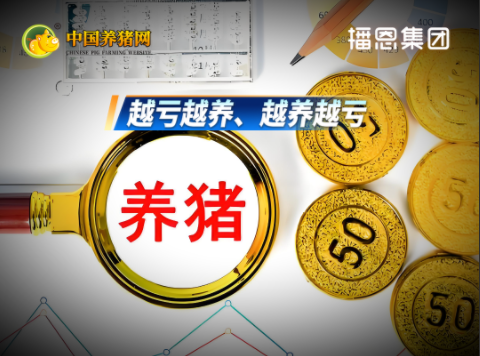 猪价直接缩水近四成！养一头猪亏损近600元！