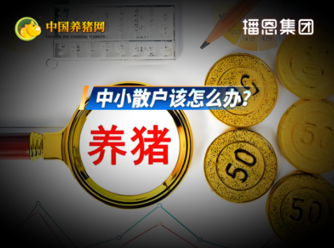 中小散户养猪成本压力依旧高于规模场！