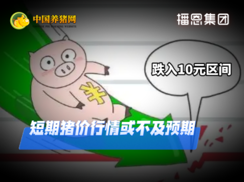 09月07日猪价：跌入10元区间！预计短期猪价窄幅偏弱调整！