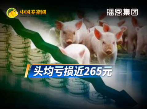 生猪饲料价格近22周最高价!而养猪已经连续13个多月亏损!
