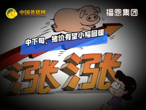09月14日猪价：微涨！短期以稳为主！