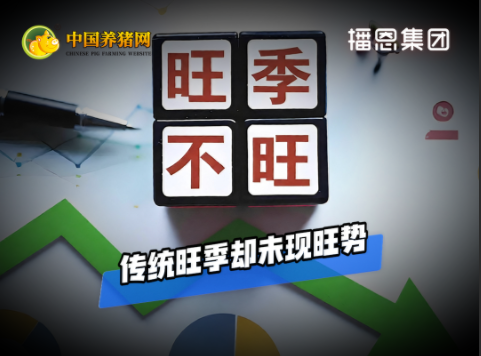 09月21日猪价:旺季不旺、节前不涨!谁在“砸盘”?