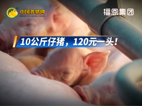 10公斤仔猪 最低120元一头！养殖户到底要不要补栏？