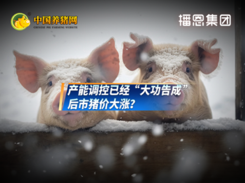 能繁母猪存栏回落!后市猪价大涨?
