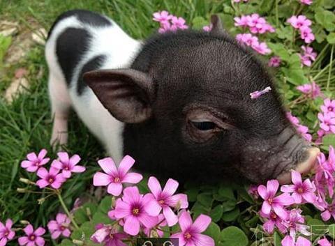 中国第一大养猪场，年产猪210万头，究竟是如何做到的？