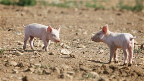 最严生猪调运政策明天正式实施！猪价和猪肉供给或受影响！