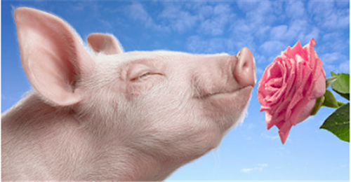 猪粪做肥料还需要发酵处理吗