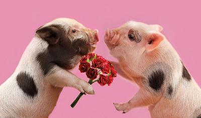 大哥创业养猪，采用独特的新技术，年收入高达3.3亿元 