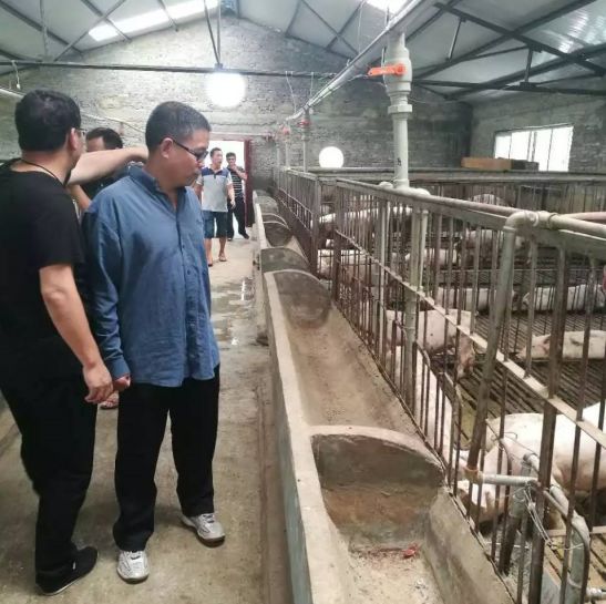 看懂猪的“言行举止”，他成功帮猪场避开了非洲猪瘟！
