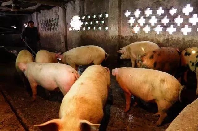 哺乳仔猪腹泻千万不要误诊为黄痢，还有可能是球虫导致的