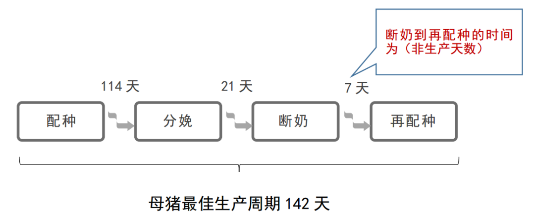 猪场为什么做批次化管理？