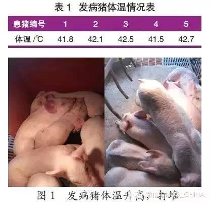 “一例仔猪猪瘟详细诊治”过程