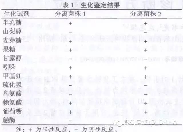 一起猪链球菌病的临床分离鉴定及诊治