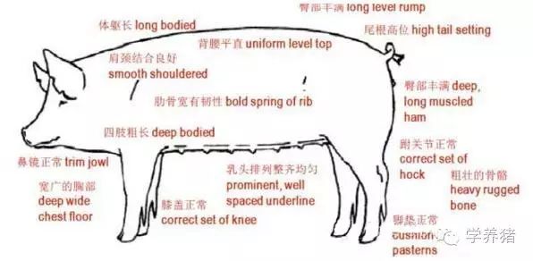 史上最详细的相母猪经-后备母猪的体型外貌选择