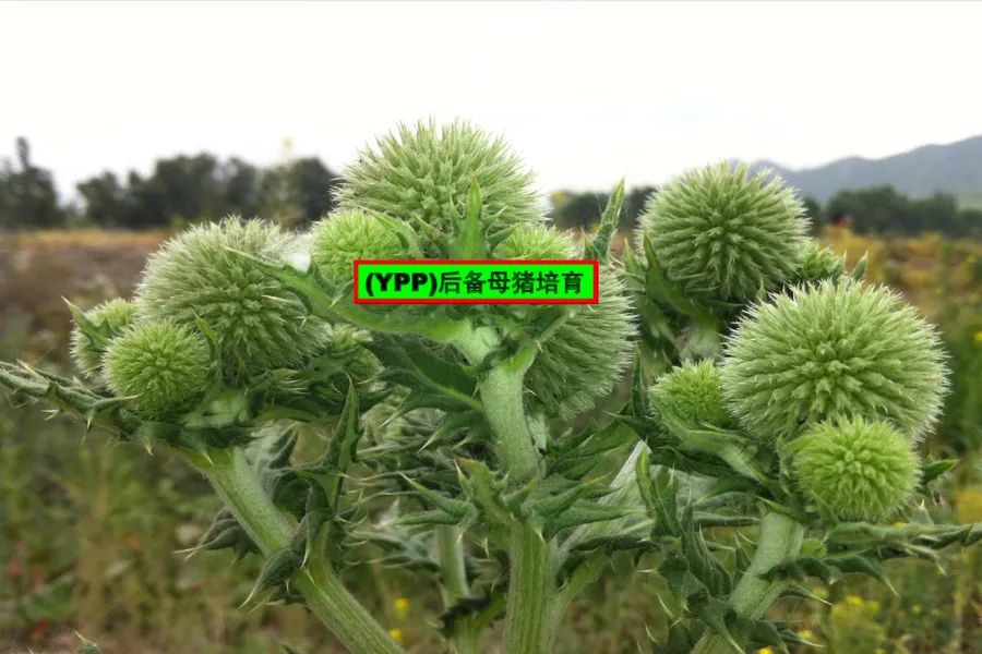 后备母猪的培育与流程化管理