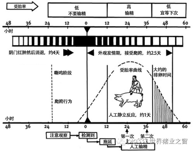 人工授精时间的把握对受胎率的影响