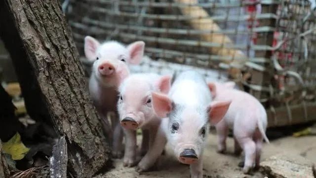 生猪疫苗全线反弹，乙脑疫苗批签发数量同比增131%！行业进入“长坡赛道”？