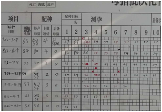 非洲猪瘟下，怎样借助批次化生产技术让猪场生物安全措施更到位？​