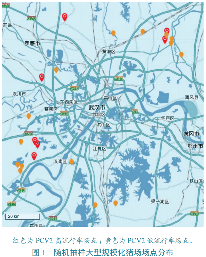 湖北省武汉市大型规模化猪场猪圆环病毒2型流行病学调查