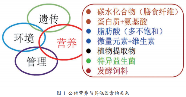 公猪营养与繁殖