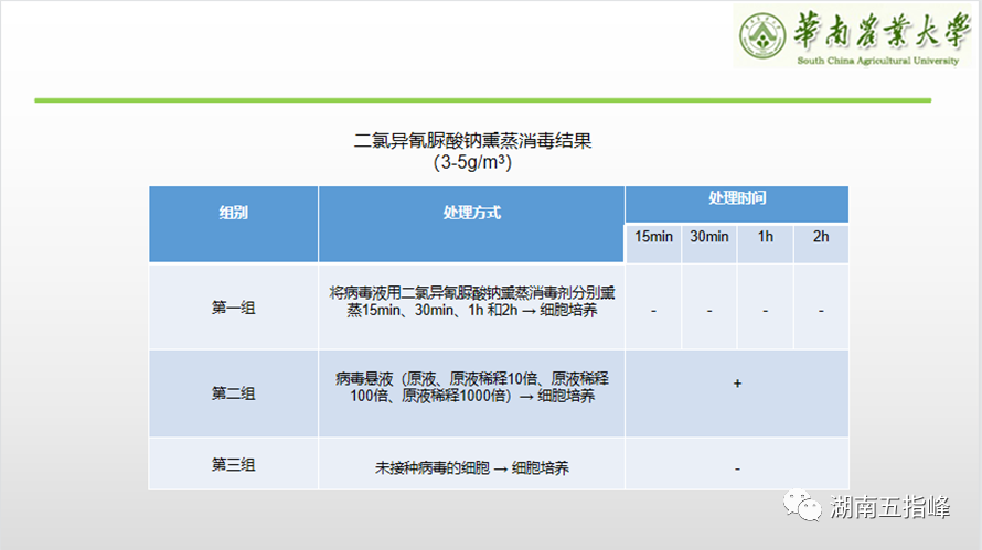 中国养猪网