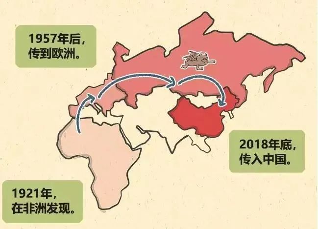 浅析非瘟阳性猪场带毒生产的章与法