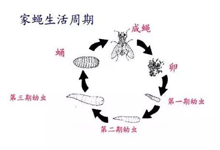 夏季猪场蚊蝇肆虐，掌握二招消灭它！
