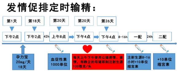 批次化生产与定时输精对母猪利用率的影响