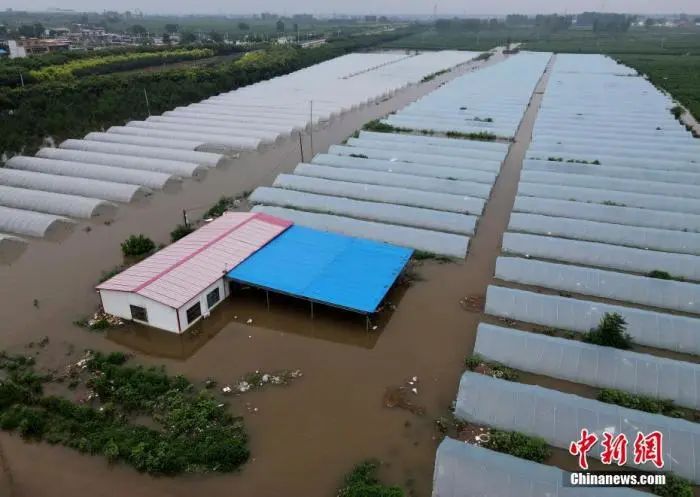 部分猪场停水停电缺饲料，暴雨或影响河南31%生猪出栏！农业农村部：不得买卖、加工、随意弃置因灾死亡畜禽