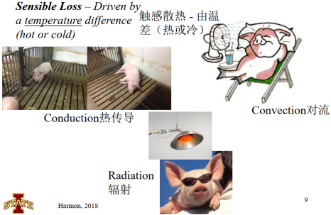 中国养猪网