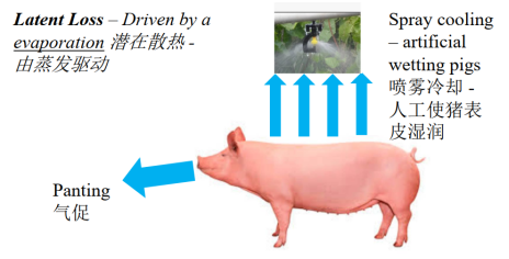 中国养猪网