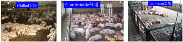 夏季猪场健康管理如何做？做好这十点事半功倍